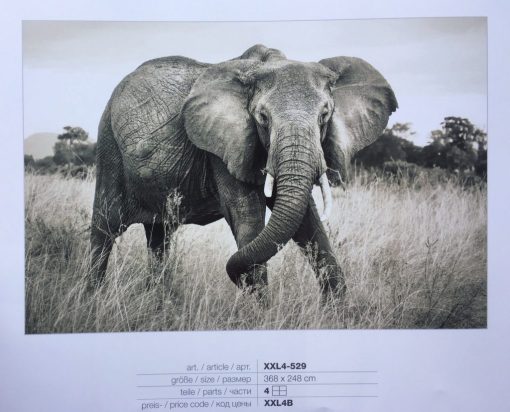 Fotomural Komar Elefante